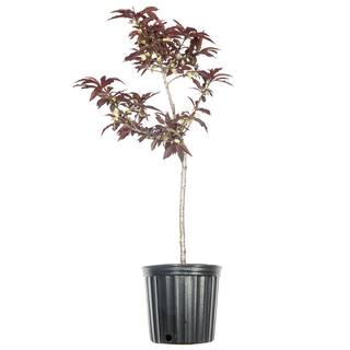 Perfect Plants 3 ft.-4 ft. Tall Bonfire Patio Peach Tree in Grower's Pot Small THD00573
