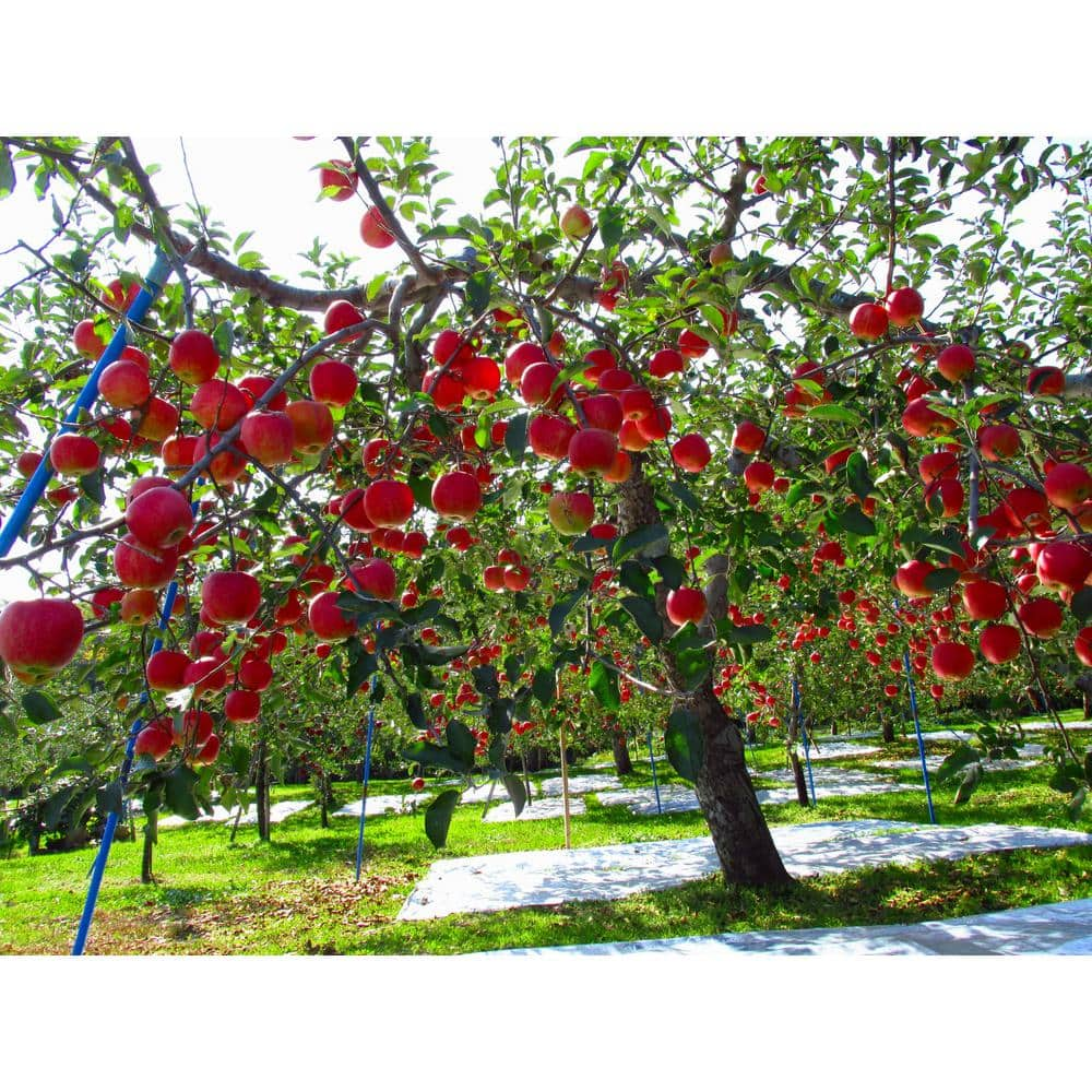 Online Orchards Dwarf Fuji Apple Tree Bare Root FTAP002