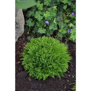 BELL NURSERY 1 Gal. Thuja Danica (Globe) Live Evergreen Shrub THUJA1DAN1PK