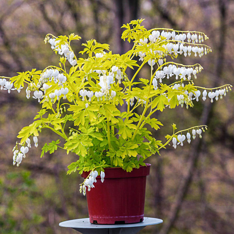 White Gold Bleeding Heart (Dicentra)， Dormant Bare Root Starter Perennial Plants (1-Pack)