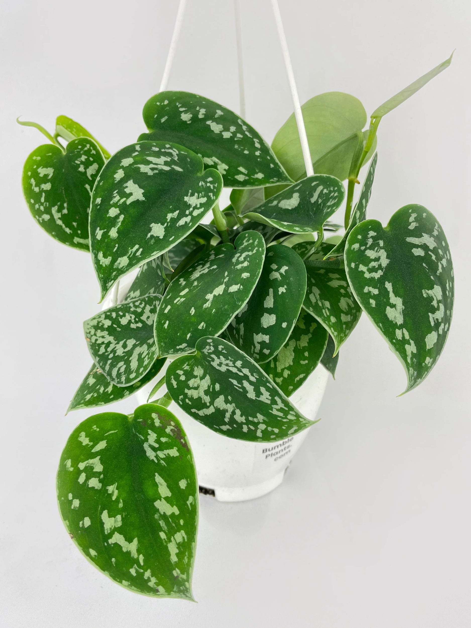 Scindapsus Pictus 'Argyraeus' Satin Pothos