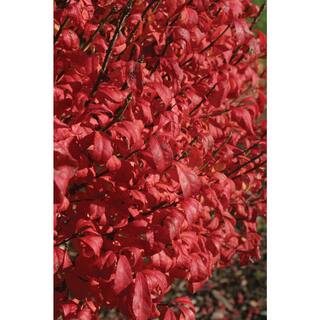 PROVEN WINNERS 4.5 in. Qt. Fire Ball Burning Bush (Euonymus) Live Shrub Bright Red Foliage EUOPRC1057800