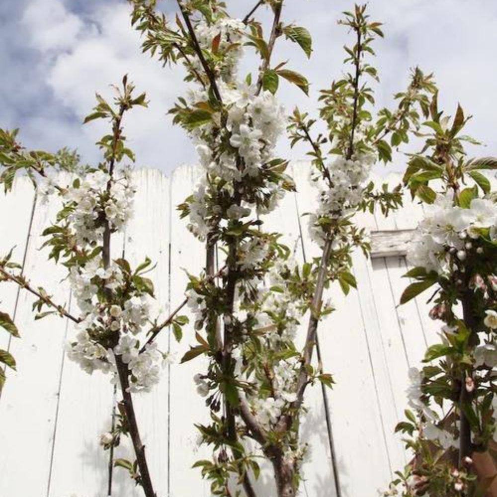 5 gal. Lapins Cherry Tree CHELAP05G