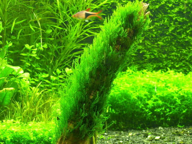 Flame Moss (Taxiphyllum 'Flame') Live Aquarium Plants BUY2 GET1 FREE