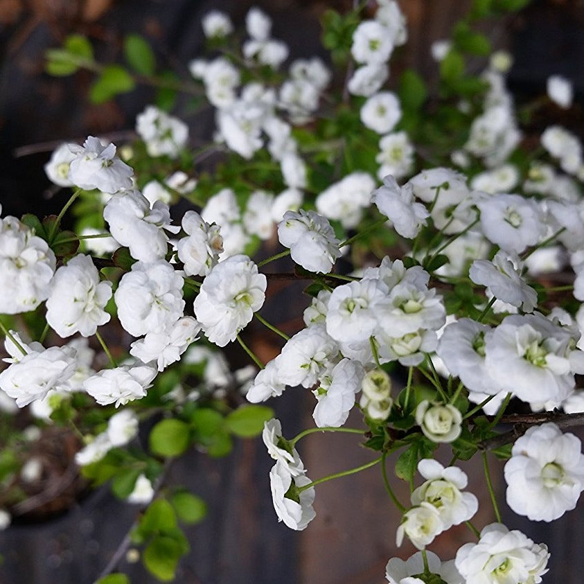 Spirea Prunifolia