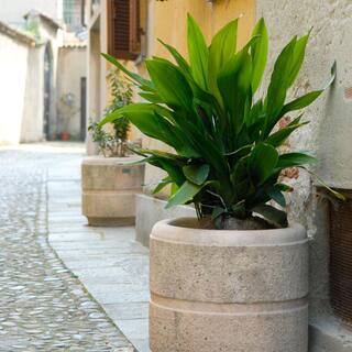 Brighter Blooms 3 Gal. Cast Iron Plant Aspidistra Elatior Plant in Black Pot CAS-PLA3