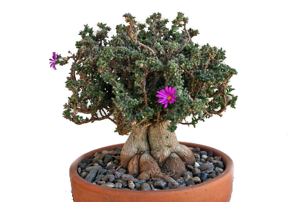 Desert Bonsai Ice Plant - Trichodiadema - House Plant or Fairy Garden - 2.5