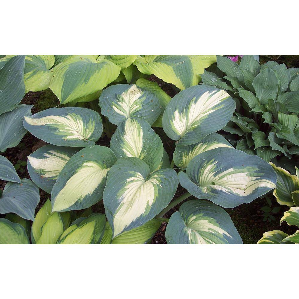 PROVEN WINNERS 1 Gal. Shadowland Hudson Bay (Hosta) Live Plant Variegated Foliage HOSPWP2046102