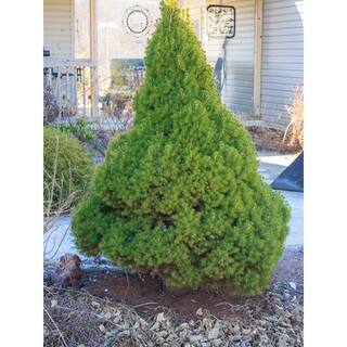 Online Orchards 5 Gal. Dwarf Alberta Spruce Shrub with Aromatic and Soft Evergreen Foliage Very Low Maintenance and Cold Hardy CFSP015