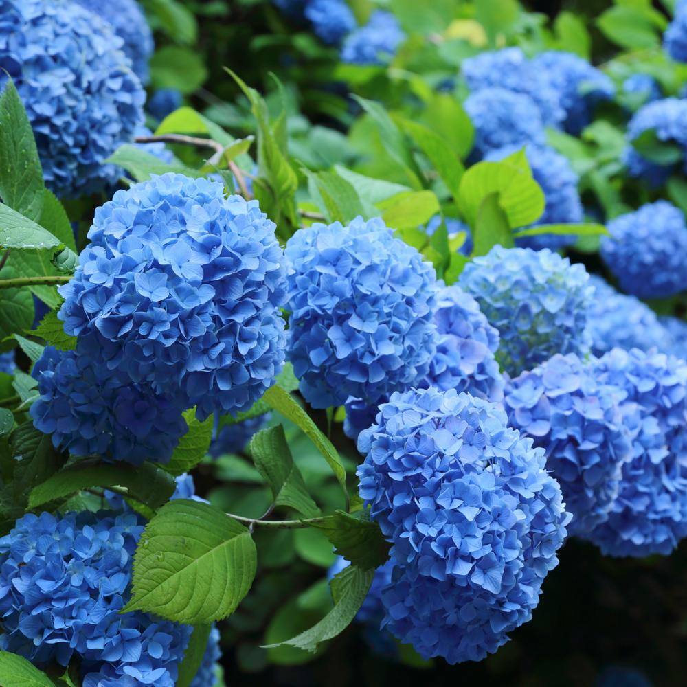 national PLANT NETWORK 2.5 Qt. Nikko Blue Hydrangea Shrub with Blue Flowers HD4025