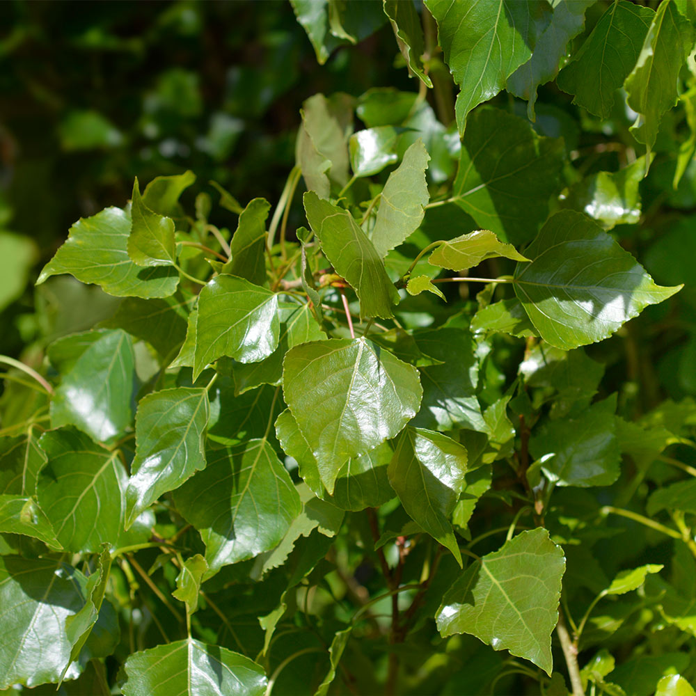 Lombardy Poplar Tree