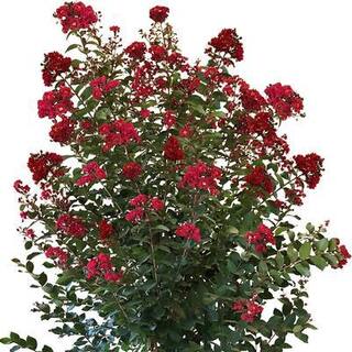 Garden Debut 3 Gal. Colorama Scarlet Crape Myrtle Flowering Deciduous Tree with Red Flowers CRMSCA03G