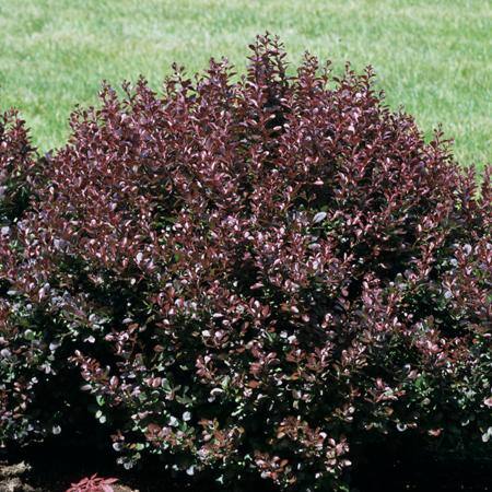 2.5 Qt. - Crimson Pygmy Barberry Live Shrub with Deep Red Purple Folliage 1000042654