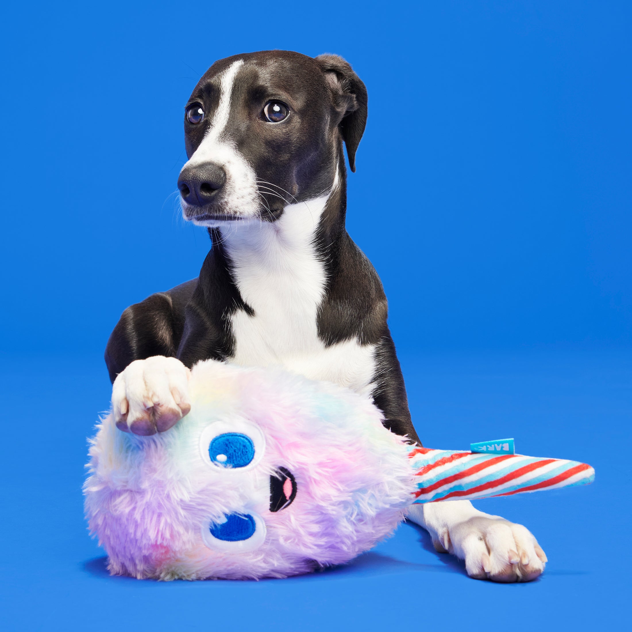 BARK Cotton Candy Eyed Joe - Yankee Doodle Dog Toy， with Bonus Spiky Squearker Ball， all Dog Sizes