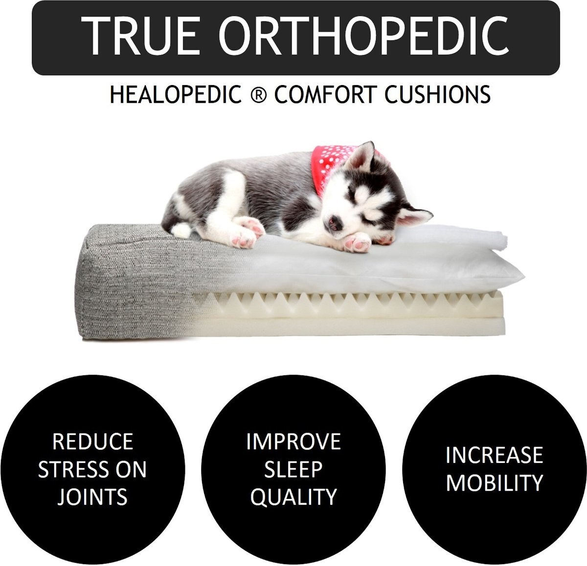 Club Nine Pets Metro Orthopedic Cat and Dog Bed