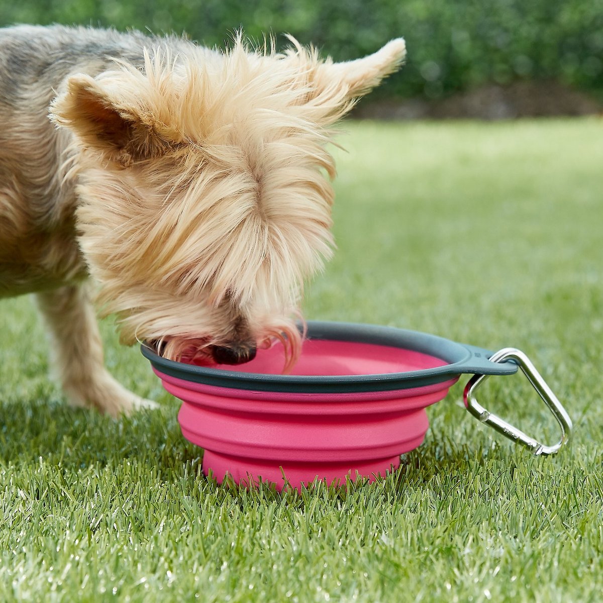 Dexas Popware for Pets Collapsible Travel Non-Skid Silicone Dog and Cat Bowl with Carabiner