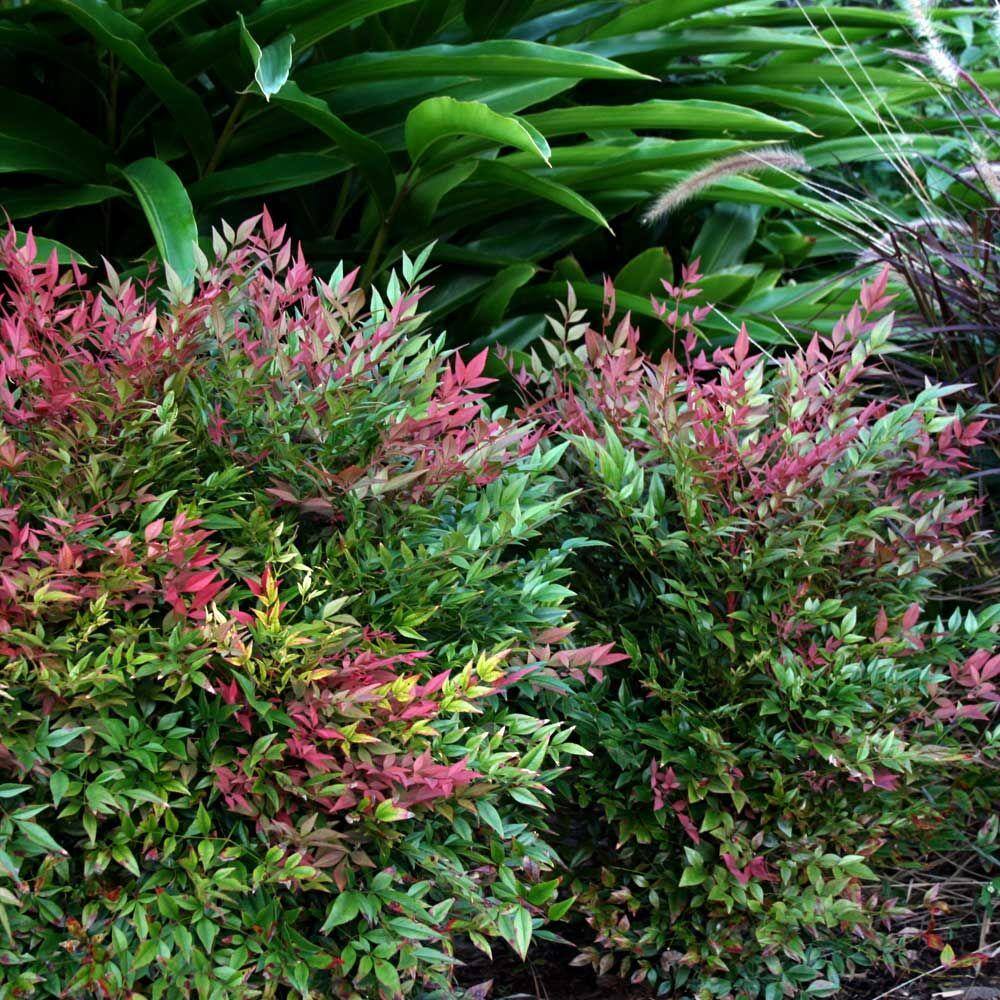 SOUTHERN LIVING 1.5 Gal. Obsession Nandina Live Evergreen Shrub Brilliant-Red New Foliage 43142