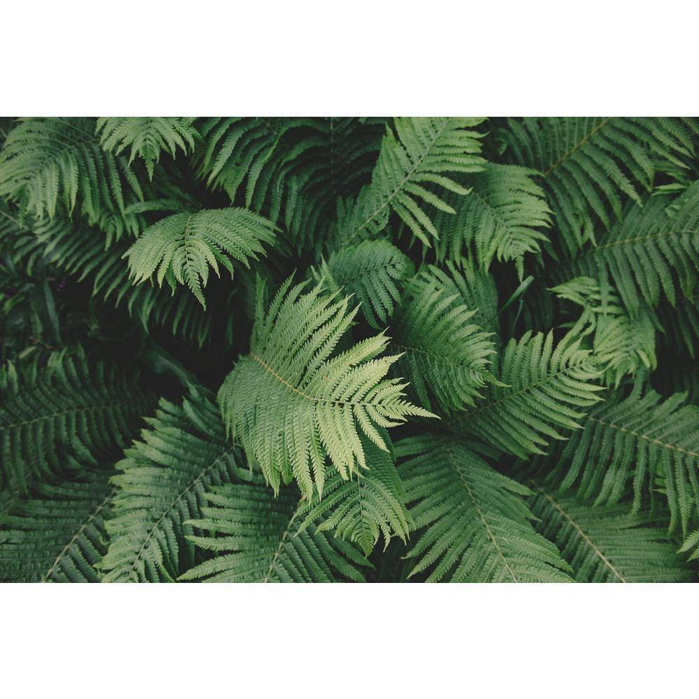 Online Orchards 1 Gal. Male Fern Shrub Excellent Lowgrowing and Shade Loving Perennial SBFR002