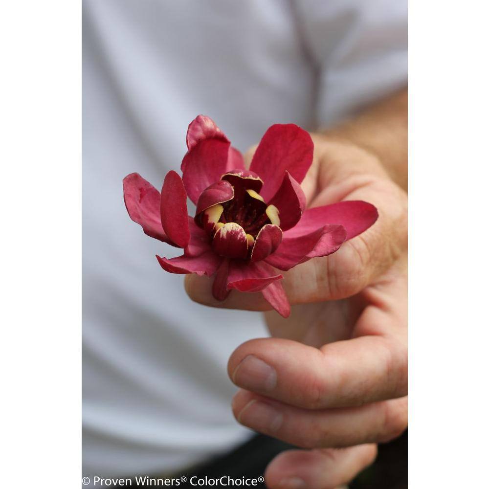 PROVEN WINNERS 1 Gal. Aphrodite Allspice Sweetshrub (Calycanthus) Live Shrub Red Flowers CACPRC1006101