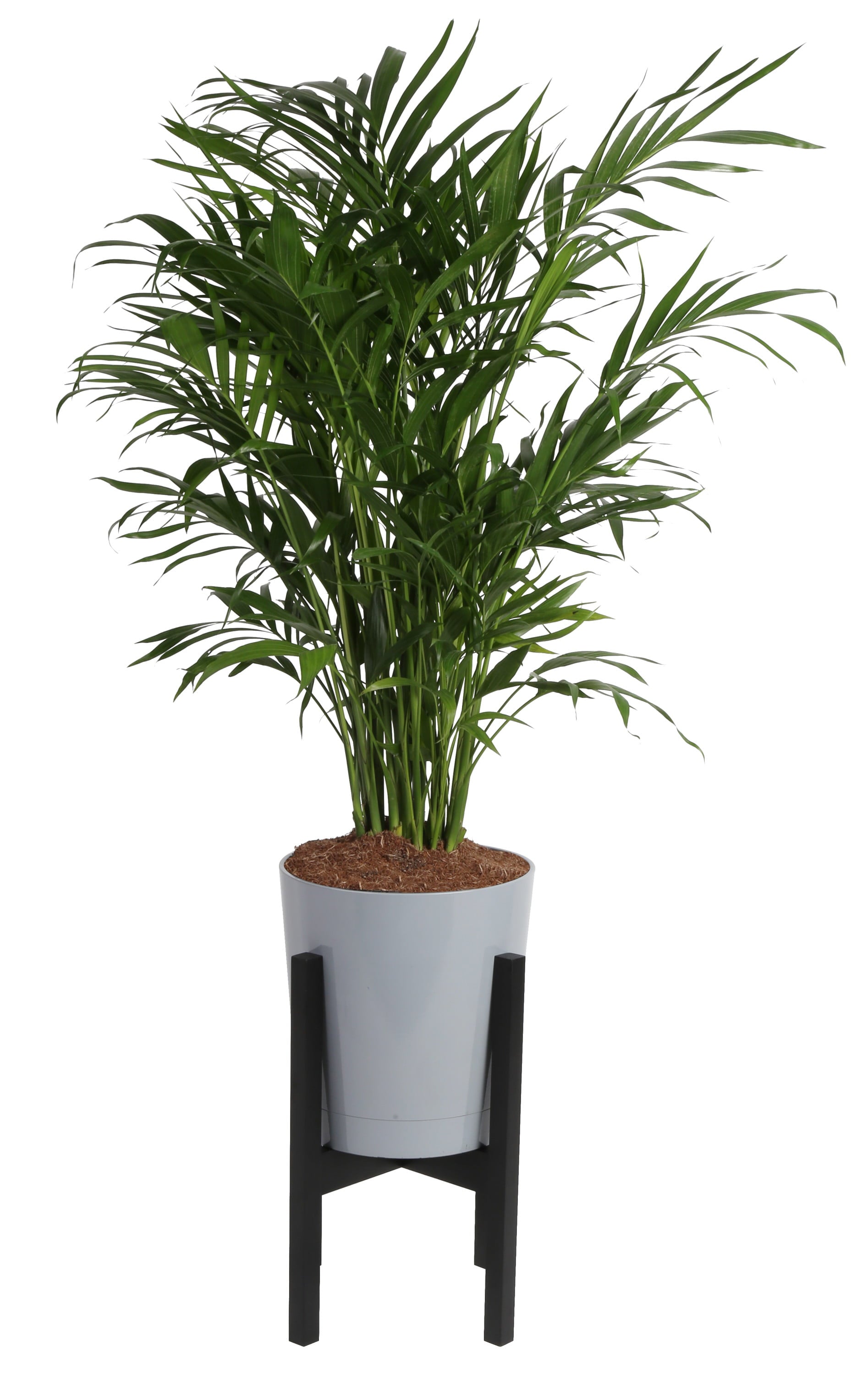 Costa Farms  Live Indoor 32in. Tall Green Cat Palm; Bright， Indirect Sunlight Plant in 9.25in. Décor Pot