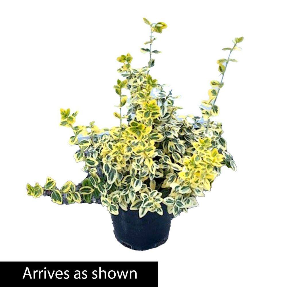 Spring Hill Nurseries 2.50 Qt. Pot Emerald and Gold Euonymus Live Broadleaf Evergreen Groundcover Shrub (1-Pack) 88700