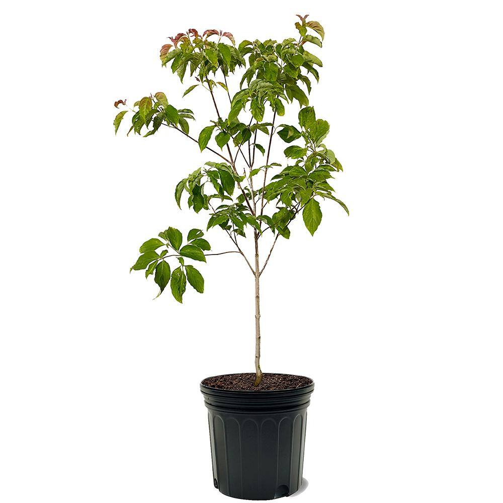 #7 pot Red Flowering Deciduous Dogwood Tree DOGRED07G