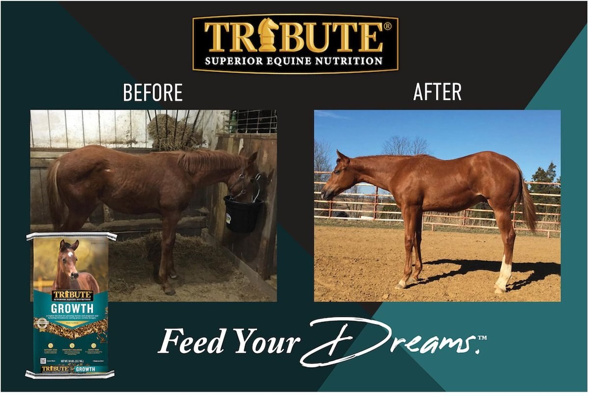 Tribute Equine Nutrition Growth Textured Horse Feed