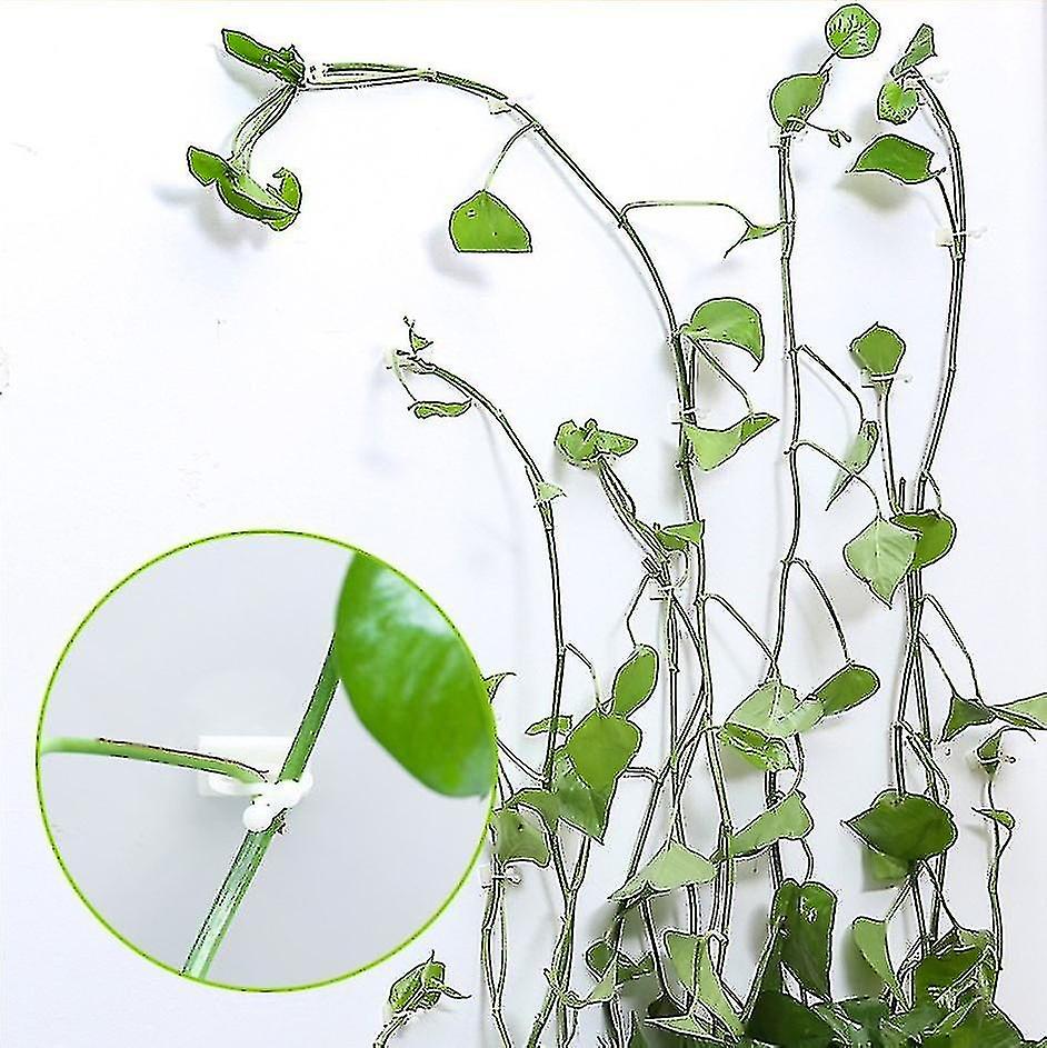 50 Pcs Paste Seamless Hook Green Radish Climbing Wall Fixer Green Plant Fixer Vine Green Vine Climbi