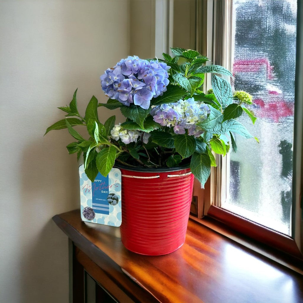 Mini Penny Hydrangea with beautiful pot