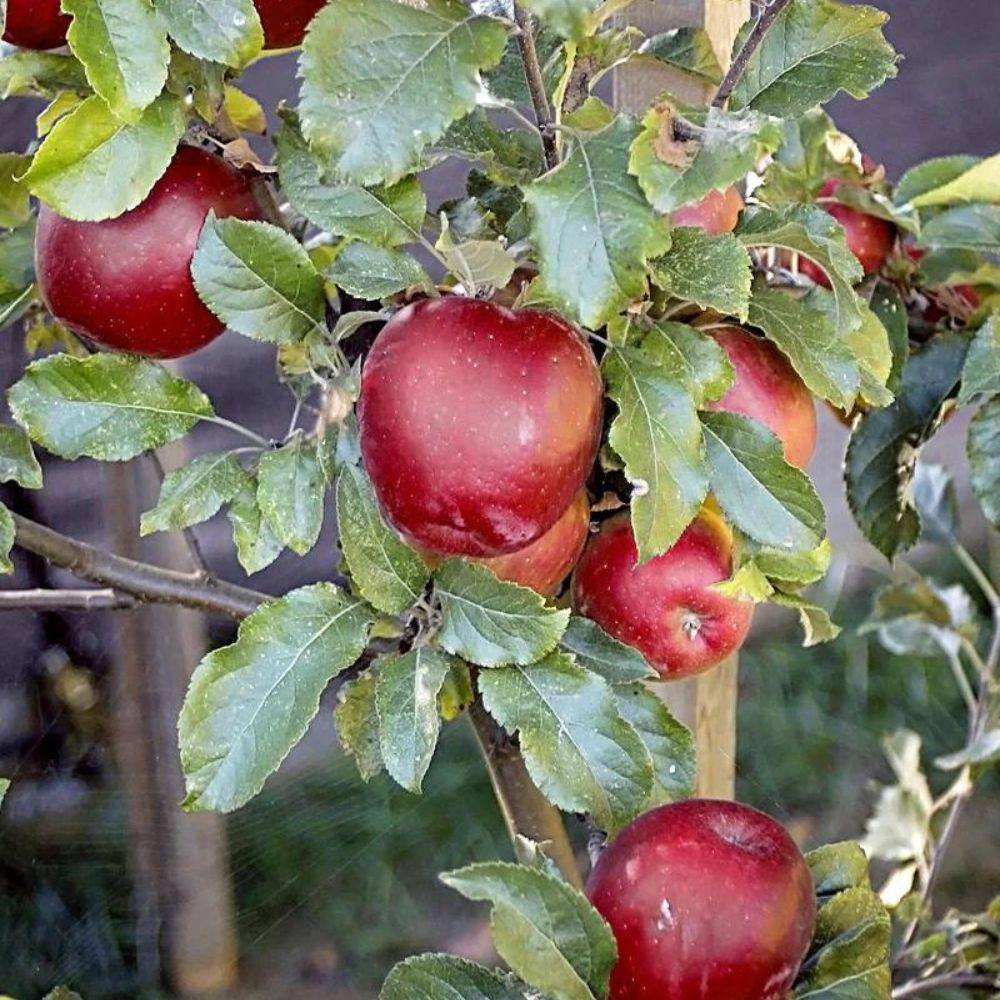 Southern Living 5 gal. Melrose Apple Tree APPMEL05GSL