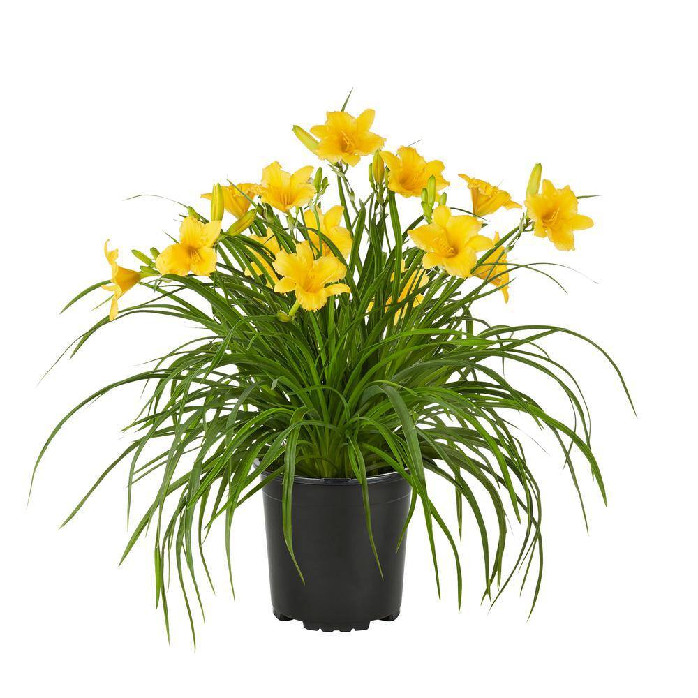 METROLINA GREENHOUSES 2 QT. Yellow Stella D'oro Daylily Perennial Plant (3-Pack) 4029