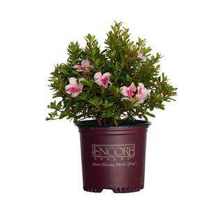 My Painter 3 Gal. My Painter Rose with Assorted Color Flowers 1009343359