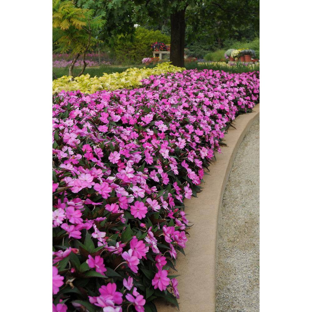 SunPatiens 1 Qt. Compact Lilac SunPatiens Impatiens Outdoor Annual Plant with Bright Purple Flowers 24457