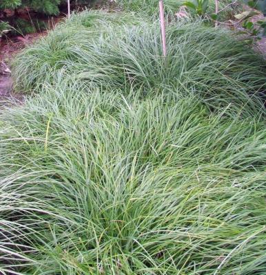 Classy Groundcovers - Carex flacca (Carex glauca)  {25 Pots - 3 1/2 inch Square}