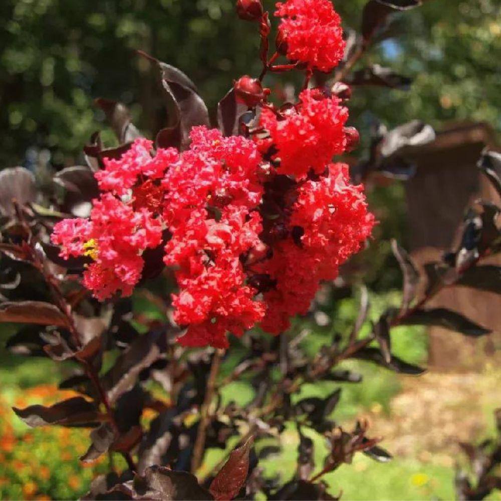 Black Diamond 3 Gal. Radiant Red Crape Myrtle Flowering Deciduous Tree with Red Flowers CRMBRR03G