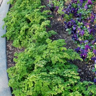Bonnie Plants 19 oz. Curled Parsley Herb Plant 1003800701