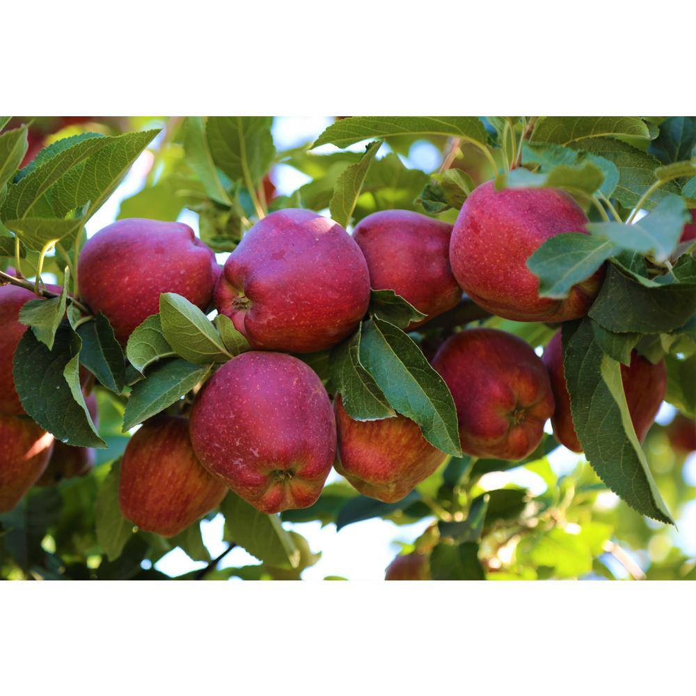 Online Orchards 3 ft. Red Delicious Apple Tree with Deep Ruby Red Fruit Best for Fresh Eating FTAP205