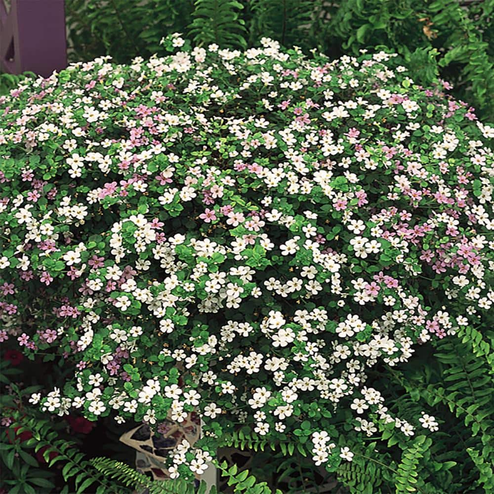 10.75 in. Mixed Bacopa Hanging Basket 2499