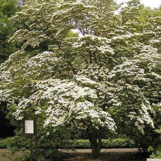 5 Gal. Kousa Dogwood Flowering Deciduous Tree with White Flowers DOGKOU05G