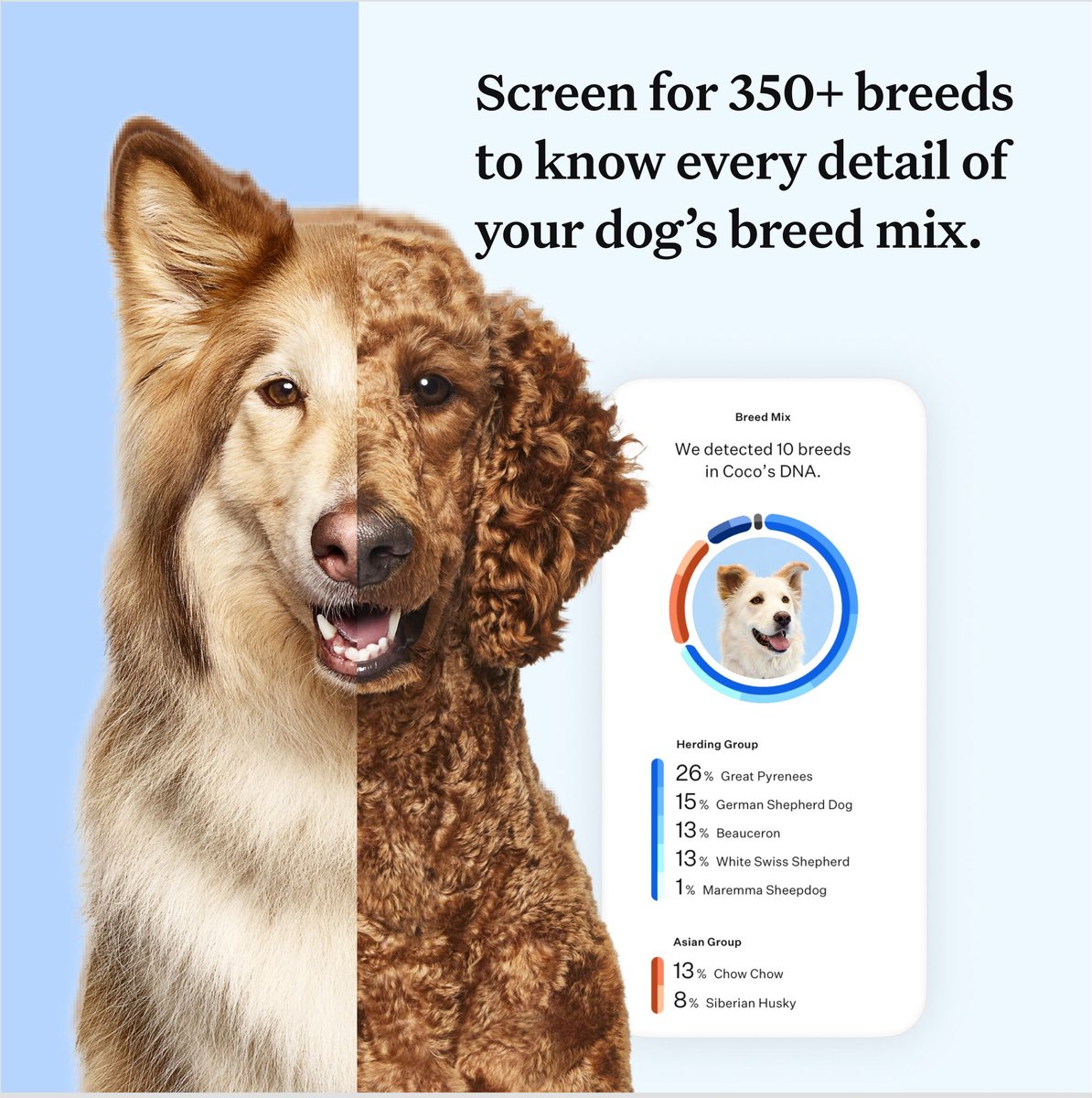 Wisdom Panel Essential Breed Identification DNA Test for Dogs