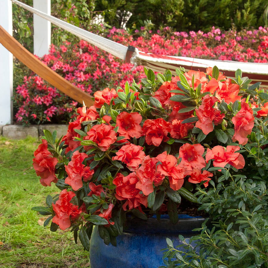 Encore Azalea Autumn Embers (1 Gallon) Red Pink Flowering Shrub - Full Sun Live Outdoor Plant