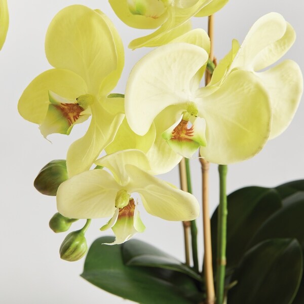 Phalaenopsis Orchid DropIn 23