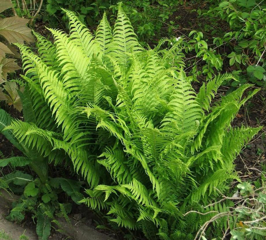 Classy Groundcovers - Matteuccia struthiopteris M. pensylvanica， M. pennsylvanica， Pteris nodulosa， S. filicastrum， S. pensylvanica， Osmunda struthiopteris {10 Bare Root Plants}