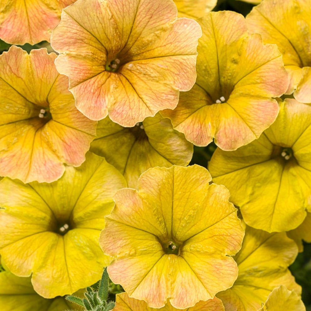 4.25 in. Eco+Grande， Supertunia Honey (Petunia) Live Plant， Yellow and Pink Flowers (4-Pack)