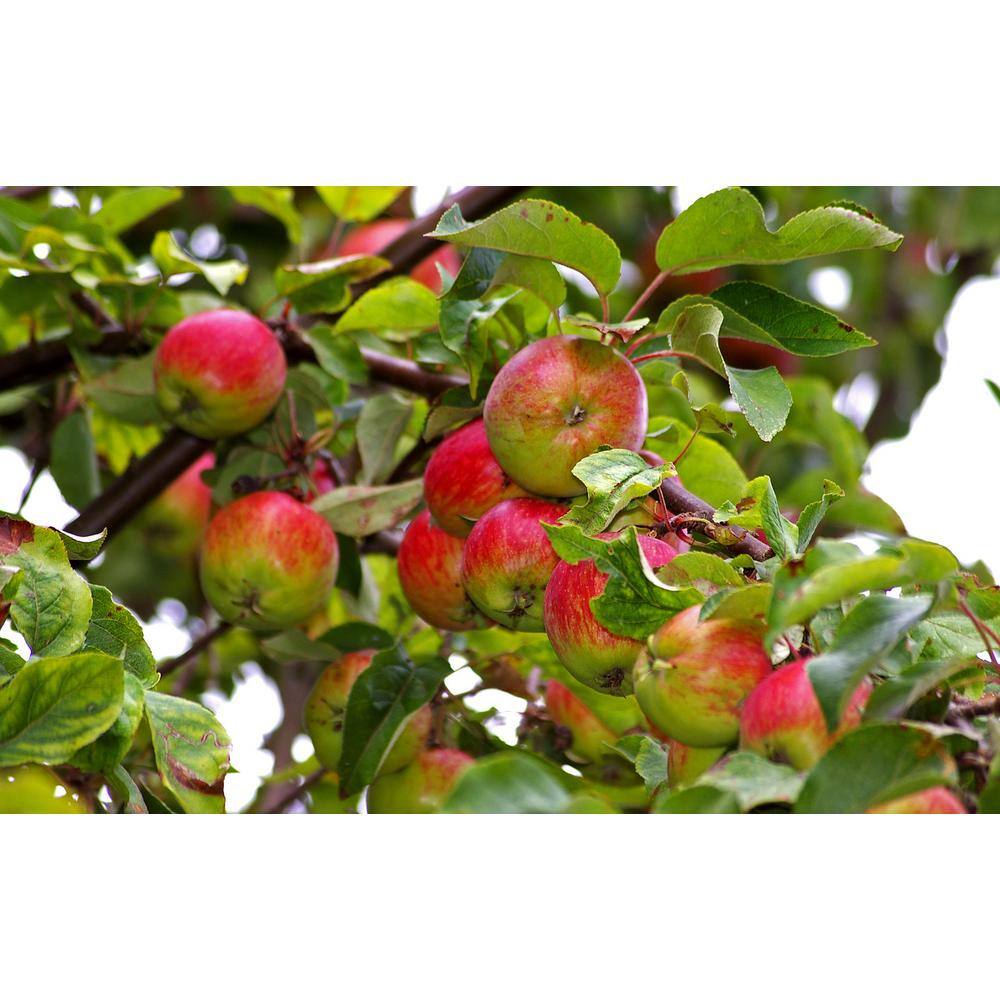 Online Orchards Cortland 3 ft. - 4 ft. Tall 2-Years Old Apple Tree Bare-Root FTAP011