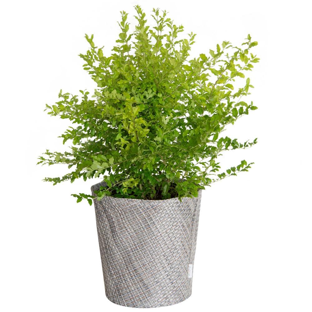 SOUTHERN LIVING 2 Gal. Sunshine Ligustrum with Plant Koo-z Pot Sleeve Cover (Motley Weave) 39532-DECO-MW