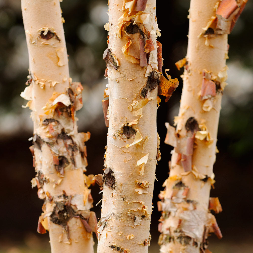 Dura Heat® River Birch