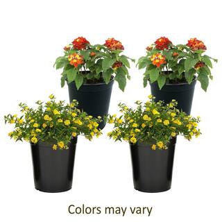 ALTMAN PLANTS 1.7 Pint LANTANA Assorted Colors 4-Pack 0881420