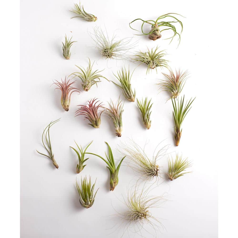 Shop Succulents Assorted Air Plant (20-Pack) 20-AIRP-ASSORT-MED