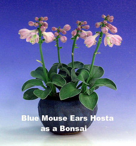 Blue Mouse Ears Hosta - 2008 Hosta of the Year - Dwarf/Fairy Garden - 4